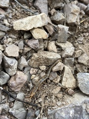 Arthrorhabdus pygmaeus