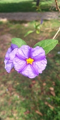 Lycianthes