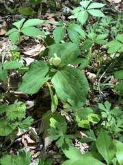 Trillium discolor