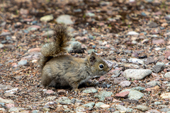 Tamiasciurus hudsonicus regalis