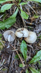 Inocybe geophylla