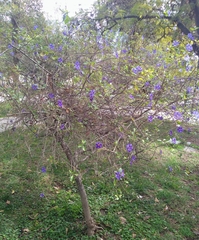 Lycianthes