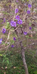 Lycianthes