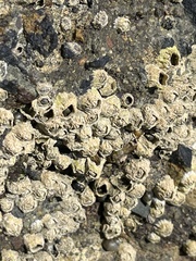 Balanus glandula