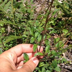 Cosmos diversifolius