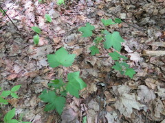 Ribes americanum