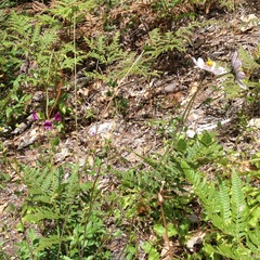 Cosmos diversifolius