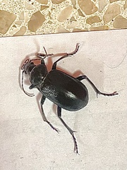 Calosoma marginale