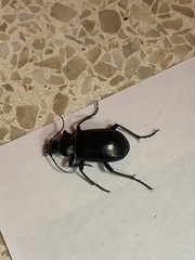 Calosoma marginale