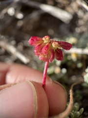 Eriogonum caespitosum