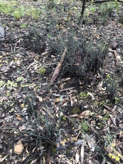 Glischrocaryon behrii