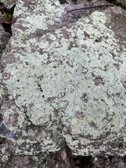 Flavoparmelia baltimorensis