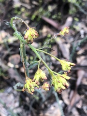 Glischrocaryon behrii