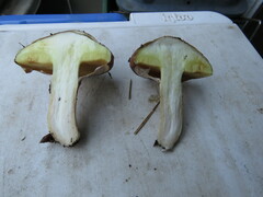 Suillus luteus