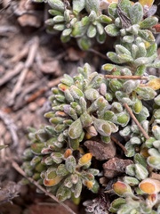 Eriogonum caespitosum