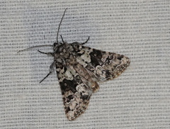 Lacinipolia strigicollis