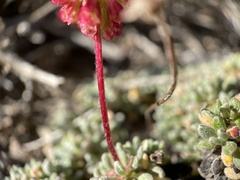 Eriogonum caespitosum