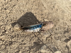 Oedipodinae