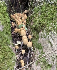 Coprinellus micaceus
