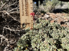 Eriogonum caespitosum