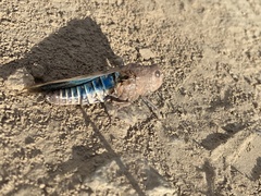 Oedipodinae