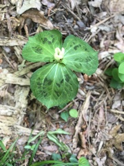 Trillium discolor