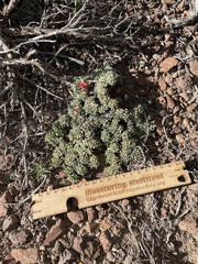Eriogonum caespitosum