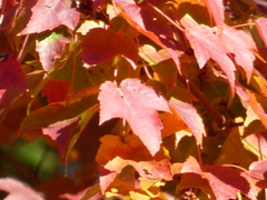 Acer rubrum