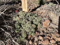 Eriogonum caespitosum
