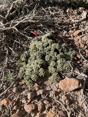 Eriogonum caespitosum