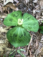 Trillium discolor