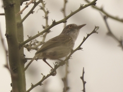 Hemitriccus margaritaceiventer