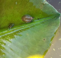 Pseudosuccinea columella