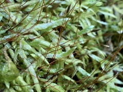 Entodon cladorrhizans