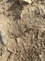 Arthrorhabdus pygmaeus