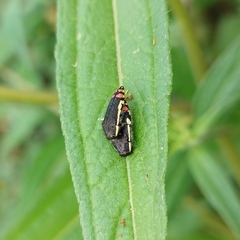 Acmaeodera flavomarginata
