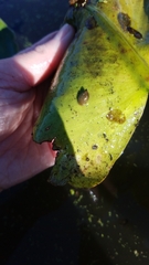 Pseudosuccinea columella