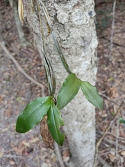 Dendrobium tetragonum