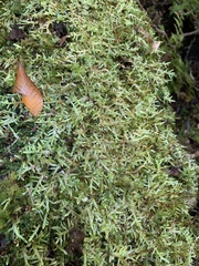 Entodon cladorrhizans