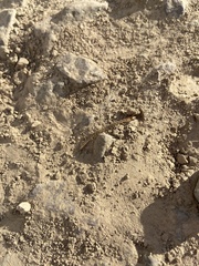 Arthrorhabdus pygmaeus