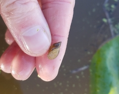 Pseudosuccinea columella