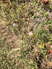 Oenothera filiformis