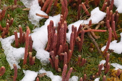 Phlegmariurus crassus