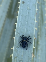 Paraphidippus basalis