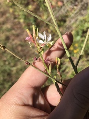 Oenothera filiformis