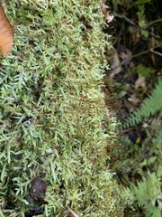 Entodon cladorrhizans