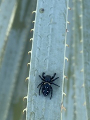 Paraphidippus basalis