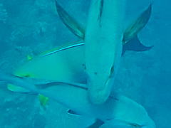 Acanthuridae
