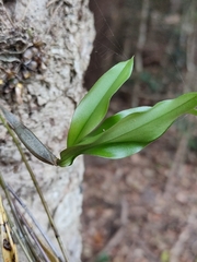 Dendrobium tetragonum