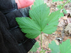 Ribes americanum